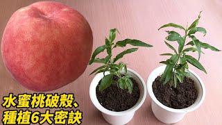 水蜜桃破殼、種植6大密訣 | 6 secrets of breaking the shell and planting peaches