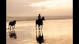 Sunset Gallops with Trinny running free