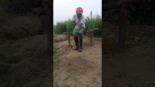 Farmer's Rat Killing 91 #shortsfeed #rattrap #farming #survival #viralvideo #hunt