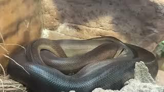 The Olive Python