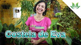 Costela de Eva