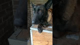 Guilty Dog ‍