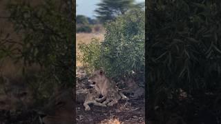 Sirikoi Pride Lion & His Beautiful Family #lion #lions #cubs #wildlife #southafrica #africa #shorts