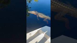 Swamp Puppy  #swamp #alligator #gator #okefenokeeswamp #fishing #outdoors #fun