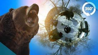 Survive a Bear Attack in VR! ( 360 3D Video )