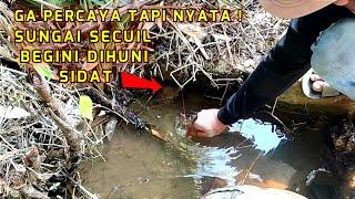 MANCING SIDATDISUNGAI DANGKAL & BELUT² BESAR