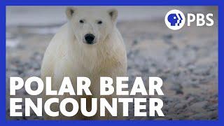 Expedition with Steve Backshall | When the Polar Bear Encounter Became Serious | PBS