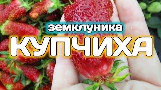 КУПЧИХА, гибрид земклуника, клубника, земляника. Belklubnika.by