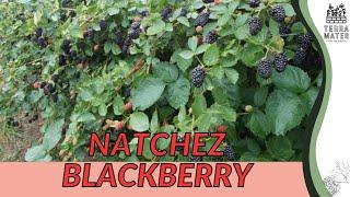 NATCHEZ BLACKBERRY Information, Description & More! (Rubus 'Natchez')