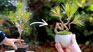 Black pine folding teacup MINI BONSAI～Make the elongated black pine compact【Bonsai diary 12/23】