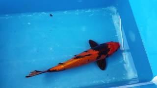 15" Kinki Utsuri Koi Carp fish for sale @ love aquatics