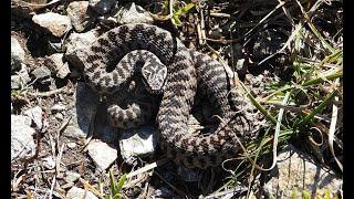 Attenti al marasso, la vipera berus