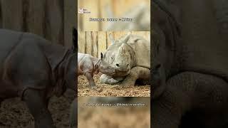 Scientific name of Rhino