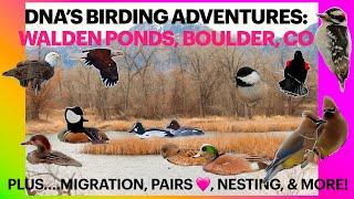 Birding Walden Ponds, Boulder County 🩷 SPRING Behaviors, MIGRATION & MORE!