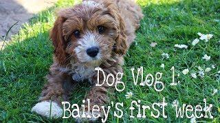 CAVAPOO PUPPY | DOG VLOG 1 - BAILEY'S FIRST WEEK