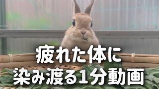 【癒し】疲れた体に染み渡る1分ウサちゃん動画