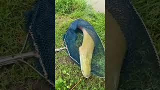 fishing videos minnesota #fishing #fish #net #fisherman