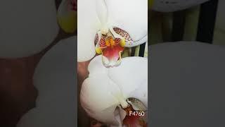 лайк и подписка) Фаленопсис F4760 #shorts #orchid #phalaenopsis #фаленопсис #орхидея