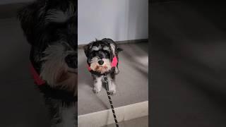 Miniature Schnauzer Climbs Staircase