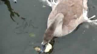 Feeding the swans. Narva. Кормление лебедей. Нарва.