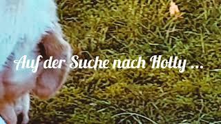 Auf der Suche nach unserer Holly ... 