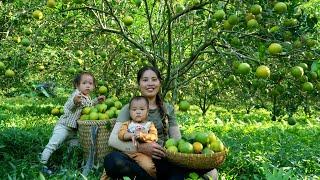 Harvest the orange garden to sell at the market - trap giant fish to cook with your children