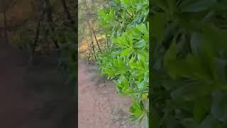 #beats #rap #mangrove #nature #shortsviral #shortsvideo #shorts #shortsfeed #short #youtubeshorts