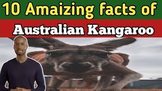 10 Amaizing Australian kangaroo facts