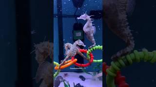 Man Helps a Sea Creature Give Birth 