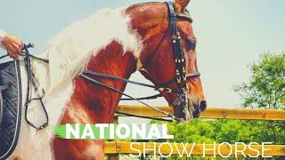 Discover the National Show Horse!