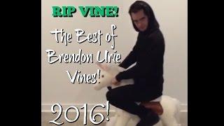 RIP VINE: Special Edition! The Best of Brendon Urie Vines
