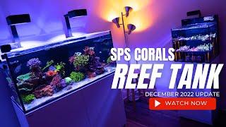 SPS Corals - Red Sea Reefer 425XL Reef Tank Aquarium - Update #6