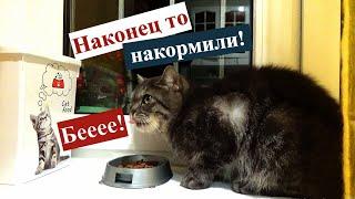 КУПИЛА ЕДЫ ДЛЯ ВСЕХ!);ВЛОГ;ПОКУПКА ПРОДУКТОВ; НАШИ КОТЫ)