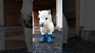 From Cute to Wild: Animal Growth Uncovered! #animals #cute