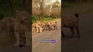 Lion King teaches the hyena a painful lesson! #wildlife #animals #fyp