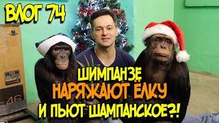 Шимпанзе наряжают Ёлку и пьют шампанское?! / Поздравление В.В.Путина