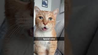 Cat can understand what human saying #usa #catfunny #funnyvideo