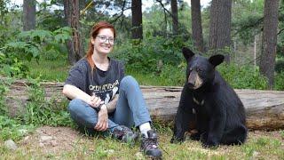 Education on the misconceptions of wild Black Bears