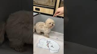 Xiao Bi Ga s legs are too short. I can t reach him with a high-five. Hahahahahaha#Cute pet