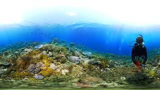 Underwater 360 Adventure: Swim with Sea Creatures and Coral Reefs