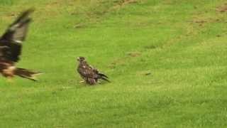 Red Kite crashes into Buzzard!!