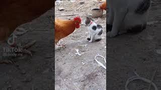 #Funny Chicken Vs Cat Fighting #shorts #tiktok