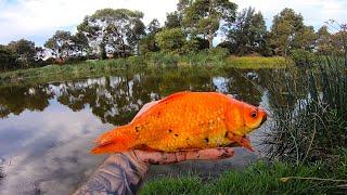 SHOCKING EXOTIC FISH Found in Melbourne's STORMWATER DRAINAGE SYSTEM