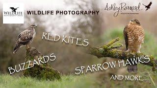 Buzzards - Sparrow Hawks -Red Kites - Wildlife Photography Hides