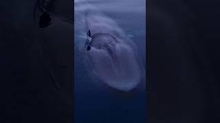 The Blue Whale - the largest animal to ever live