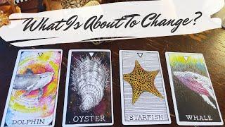 the next big change in your life ‍️ pick a card reading