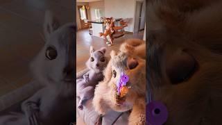 Family-friendly prank to try at home 🫶 #petz #squirrel #egofilm