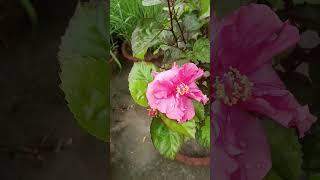 Most beautiful flowers #homegarden #nature #youtubeshorts #nature