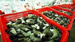 Awesome Shrimp Farm in Japan - Japan aquaculture technology -  Prawns Harvesting Packing