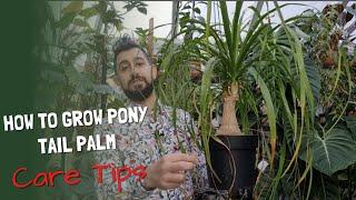 Ponytail Palm, Care tips for one of the easiest houseplants